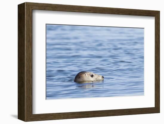 Harbor Seal on the Coast of the Shetland Islands. Scotland-Martin Zwick-Framed Photographic Print