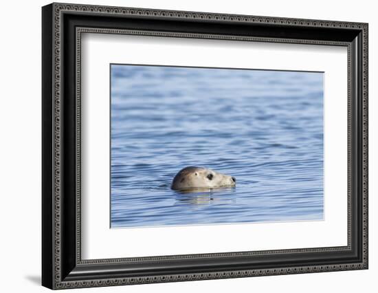 Harbor Seal on the Coast of the Shetland Islands. Scotland-Martin Zwick-Framed Photographic Print