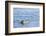 Harbor Seal on the Coast of the Shetland Islands. Scotland-Martin Zwick-Framed Photographic Print