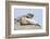 Harbor Seal on the Coast of the Shetland Islands. Scotland-Martin Zwick-Framed Photographic Print