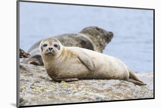 Harbor Seal on the Coast of the Shetland Islands. Scotland-Martin Zwick-Mounted Photographic Print