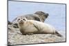 Harbor Seal on the Coast of the Shetland Islands. Scotland-Martin Zwick-Mounted Photographic Print