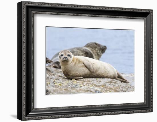 Harbor Seal on the Coast of the Shetland Islands. Scotland-Martin Zwick-Framed Photographic Print