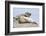 Harbor Seal on the Coast of the Shetland Islands. Scotland-Martin Zwick-Framed Photographic Print