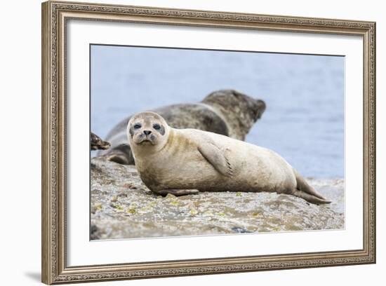 Harbor Seal on the Coast of the Shetland Islands. Scotland-Martin Zwick-Framed Photographic Print