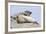 Harbor Seal on the Coast of the Shetland Islands. Scotland-Martin Zwick-Framed Photographic Print