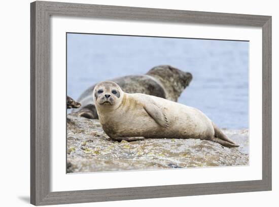 Harbor Seal on the Coast of the Shetland Islands. Scotland-Martin Zwick-Framed Photographic Print