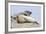 Harbor Seal on the Coast of the Shetland Islands. Scotland-Martin Zwick-Framed Photographic Print