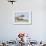 Harbor Seal on the Coast of the Shetland Islands. Scotland-Martin Zwick-Framed Photographic Print displayed on a wall