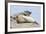 Harbor Seal on the Coast of the Shetland Islands. Scotland-Martin Zwick-Framed Photographic Print