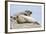 Harbor Seal on the Coast of the Shetland Islands. Scotland-Martin Zwick-Framed Photographic Print