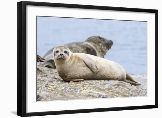 Harbor Seal on the Coast of the Shetland Islands. Scotland-Martin Zwick-Framed Photographic Print