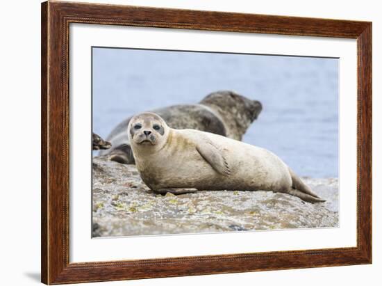 Harbor Seal on the Coast of the Shetland Islands. Scotland-Martin Zwick-Framed Photographic Print