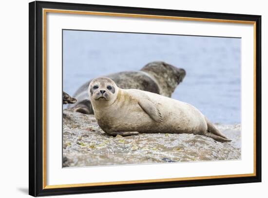 Harbor Seal on the Coast of the Shetland Islands. Scotland-Martin Zwick-Framed Photographic Print