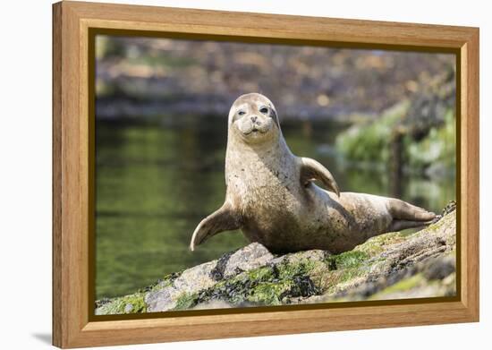 Harbor Seal on the Coast of the Shetland Islands. Scotland-Martin Zwick-Framed Premier Image Canvas