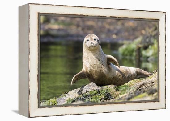 Harbor Seal on the Coast of the Shetland Islands. Scotland-Martin Zwick-Framed Premier Image Canvas