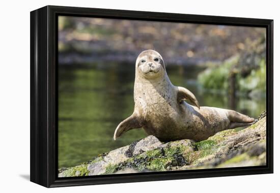 Harbor Seal on the Coast of the Shetland Islands. Scotland-Martin Zwick-Framed Premier Image Canvas