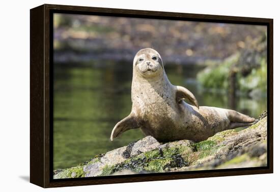 Harbor Seal on the Coast of the Shetland Islands. Scotland-Martin Zwick-Framed Premier Image Canvas