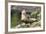 Harbor Seal on the Coast of the Shetland Islands. Scotland-Martin Zwick-Framed Photographic Print