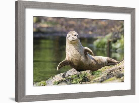 Harbor Seal on the Coast of the Shetland Islands. Scotland-Martin Zwick-Framed Photographic Print