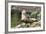 Harbor Seal on the Coast of the Shetland Islands. Scotland-Martin Zwick-Framed Photographic Print