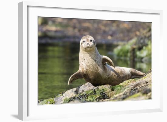 Harbor Seal on the Coast of the Shetland Islands. Scotland-Martin Zwick-Framed Photographic Print