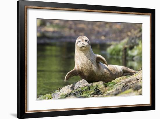 Harbor Seal on the Coast of the Shetland Islands. Scotland-Martin Zwick-Framed Photographic Print