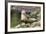 Harbor Seal on the Coast of the Shetland Islands. Scotland-Martin Zwick-Framed Photographic Print