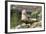 Harbor Seal on the Coast of the Shetland Islands. Scotland-Martin Zwick-Framed Photographic Print