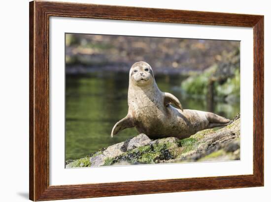 Harbor Seal on the Coast of the Shetland Islands. Scotland-Martin Zwick-Framed Photographic Print