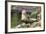 Harbor Seal on the Coast of the Shetland Islands. Scotland-Martin Zwick-Framed Photographic Print