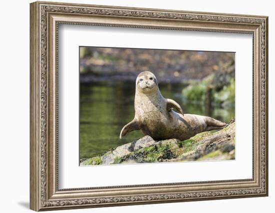 Harbor Seal on the Coast of the Shetland Islands. Scotland-Martin Zwick-Framed Photographic Print