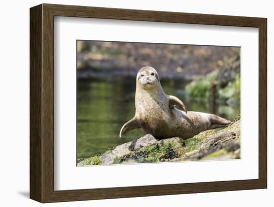 Harbor Seal on the Coast of the Shetland Islands. Scotland-Martin Zwick-Framed Photographic Print