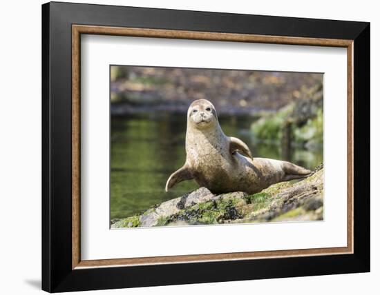 Harbor Seal on the Coast of the Shetland Islands. Scotland-Martin Zwick-Framed Photographic Print