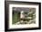 Harbor Seal on the Coast of the Shetland Islands. Scotland-Martin Zwick-Framed Photographic Print