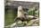 Harbor Seal on the Coast of the Shetland Islands. Scotland-Martin Zwick-Mounted Photographic Print