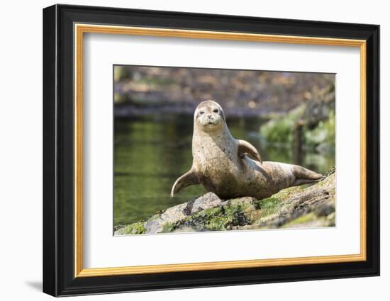 Harbor Seal on the Coast of the Shetland Islands. Scotland-Martin Zwick-Framed Photographic Print