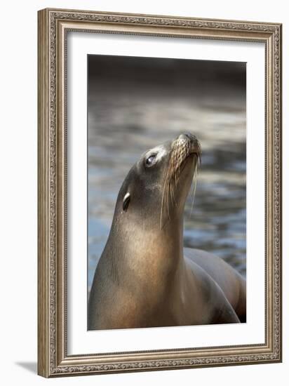 Harbor Seal-Lantern Press-Framed Art Print