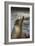 Harbor Seal-Lantern Press-Framed Art Print