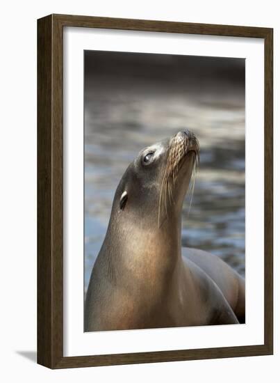 Harbor Seal-Lantern Press-Framed Art Print