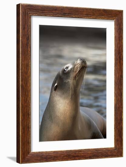 Harbor Seal-Lantern Press-Framed Art Print