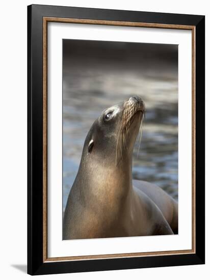 Harbor Seal-Lantern Press-Framed Art Print