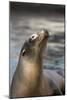 Harbor Seal-Lantern Press-Mounted Art Print