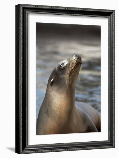 Harbor Seal-Lantern Press-Framed Art Print