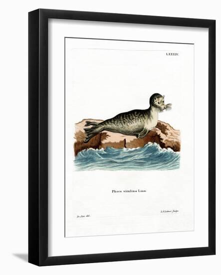 Harbor Seal-null-Framed Giclee Print