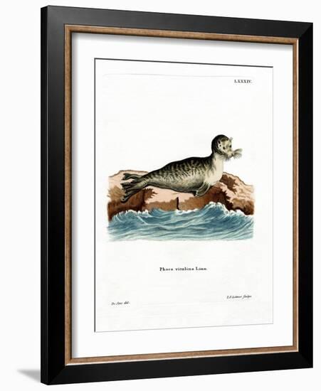 Harbor Seal-null-Framed Giclee Print