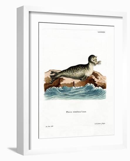 Harbor Seal-null-Framed Giclee Print