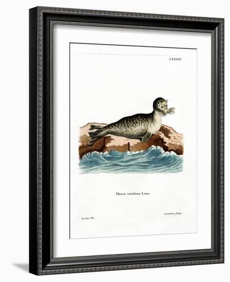 Harbor Seal-null-Framed Giclee Print