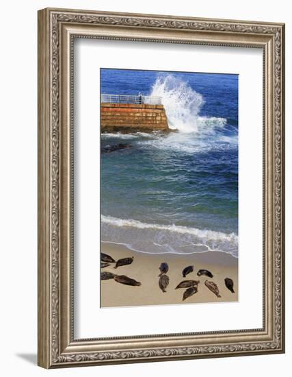 Harbor seals, La Jolla, San Diego, California, United States of America, North America-Richard Cummins-Framed Photographic Print