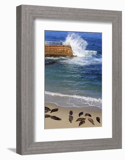 Harbor seals, La Jolla, San Diego, California, United States of America, North America-Richard Cummins-Framed Photographic Print